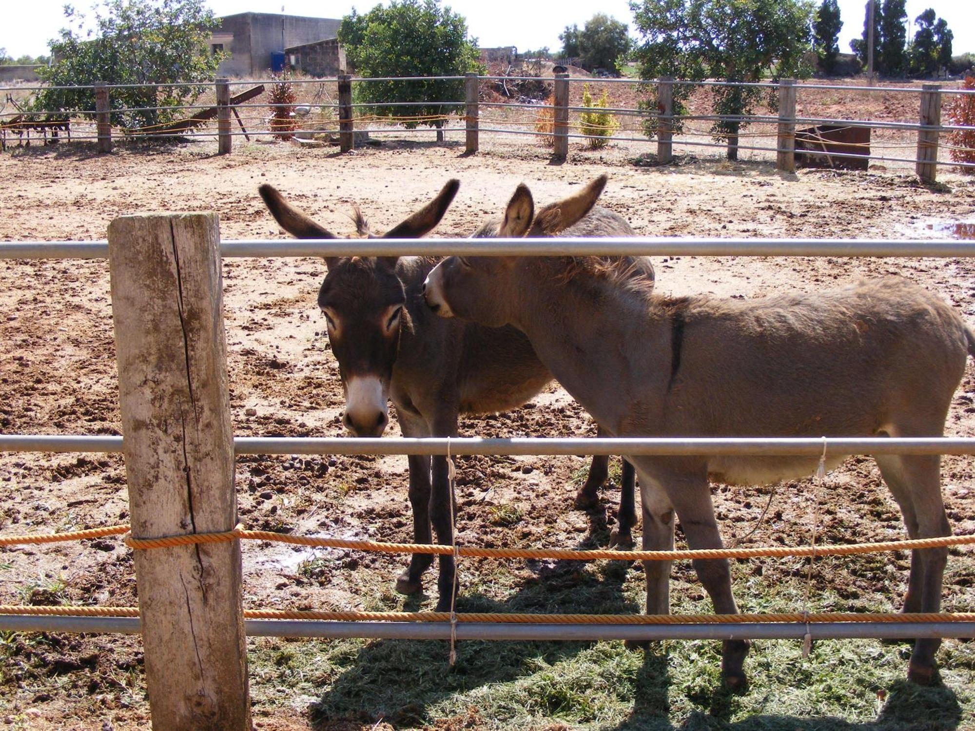 Agroturismo Finca Sant Blai Campos  Exterior photo